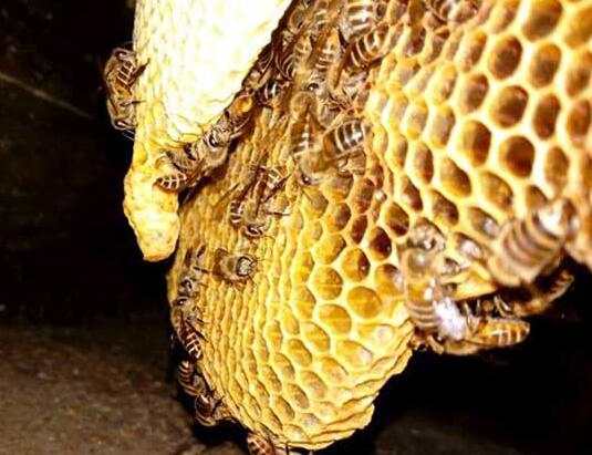 阿壩中蜂總是飛逃怎么回事呀(中蜂飛逃的主要原因) 阿壩中蜂總是飛逃怎么回事呀(中蜂飛逃的主要原因)