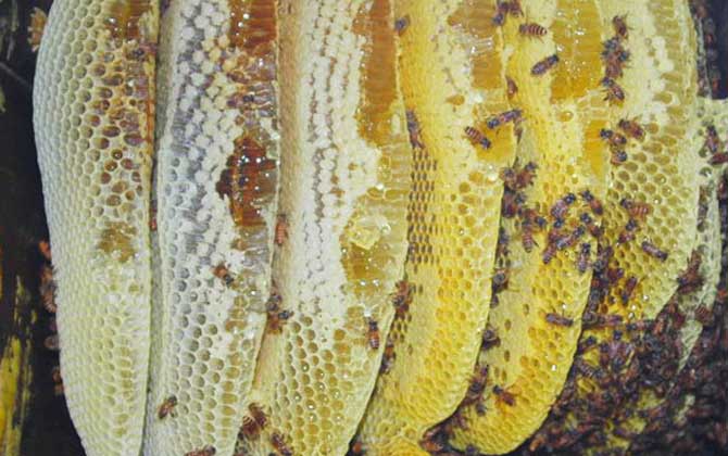 養蜂場利潤有多大(養蜂一年能掙二十萬嗎) 養蜂場利潤有多大(養蜂一年能掙二十萬嗎)