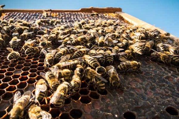 在小區(qū)養(yǎng)蜂是合法的嗎（城市養(yǎng)蜂違反哪條法律）