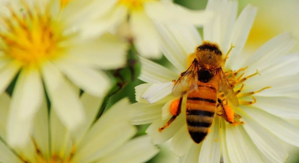在小區(qū)養(yǎng)蜂是合法的嗎（城市養(yǎng)蜂違反哪條法律）