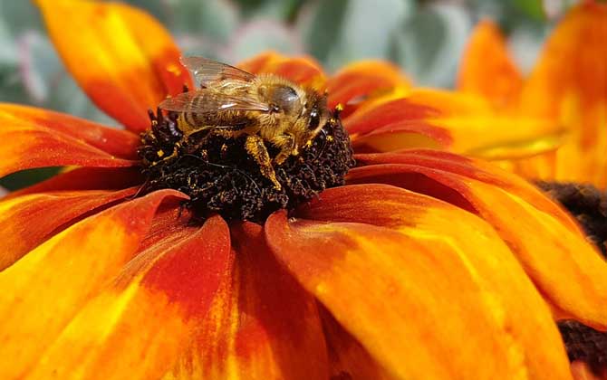 定地養(yǎng)100箱蜜蜂的利潤是多少? 養(yǎng)蜂利潤