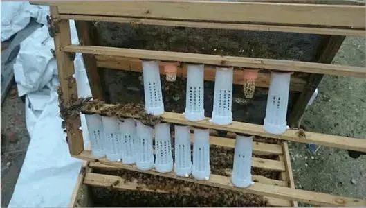 雄蜂試飛八天多了怎么沒有分蜂(雄蜂試飛后多久分蜂) 雄蜂試飛八天多了怎么沒有分蜂(雄蜂試飛后多久分蜂)