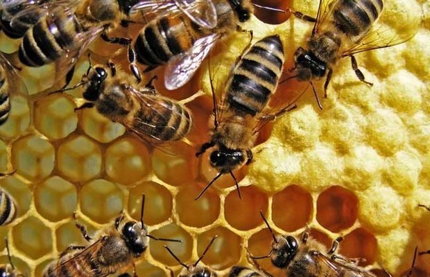 雄蜂試飛八天多了怎么沒有分蜂(雄蜂試飛后多久分蜂) 雄蜂試飛八天多了怎么沒有分蜂(雄蜂試飛后多久分蜂)