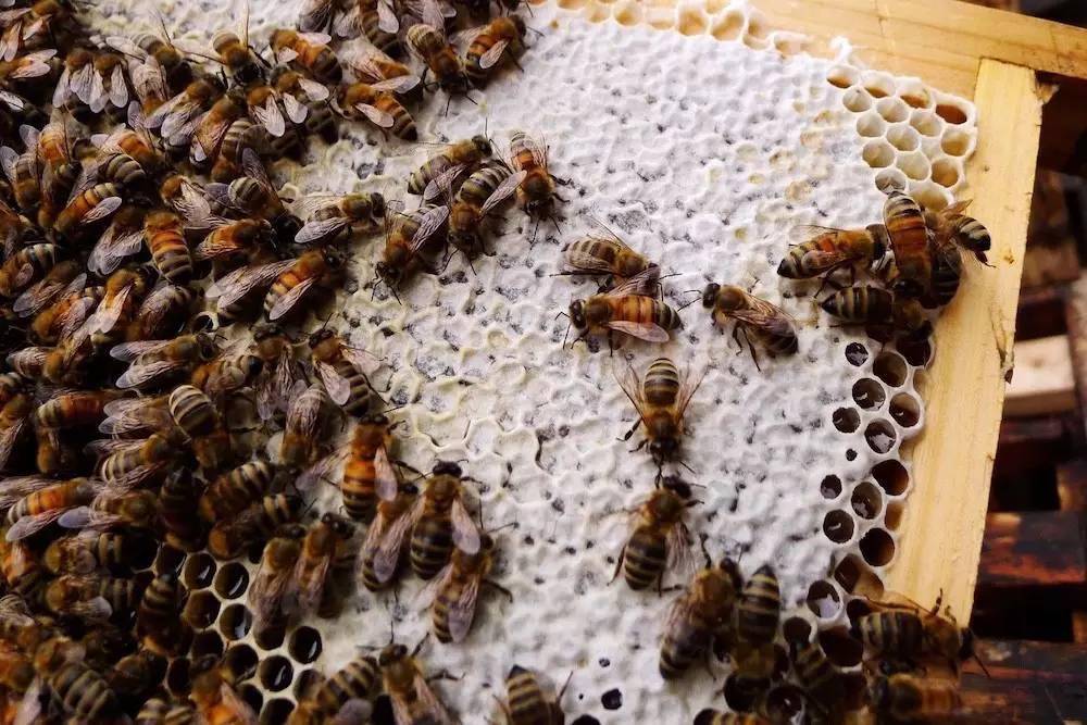 蜜蜂的越冬糖什么時候喂最好(蜜蜂越冬怎樣喂白糖) 蜜蜂的越冬糖什么時候喂最好(蜜蜂越冬怎樣喂白糖)