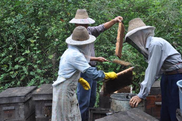 【蜜蜂養殖】養蜂人為什么都長壽 養蜂人為什么都長壽
