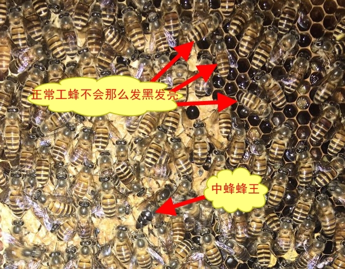 工產蜂和正常工蜂的區別(工蜂產的卵是什么蜂) 工產蜂和正常工蜂的區別(工蜂產的卵是什么蜂)