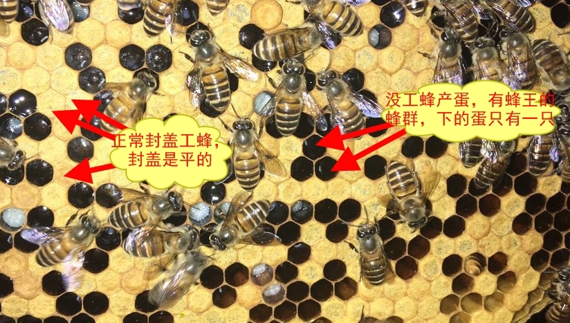 工產蜂和正常工蜂的區別(工蜂產的卵是什么蜂) 工產蜂和正常工蜂的區別(工蜂產的卵是什么蜂)
