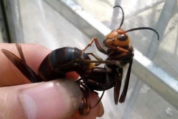 什么是花腳胡蜂(馬蜂品種圖片說明) 什么是花腳胡蜂(馬蜂品種圖片說明)