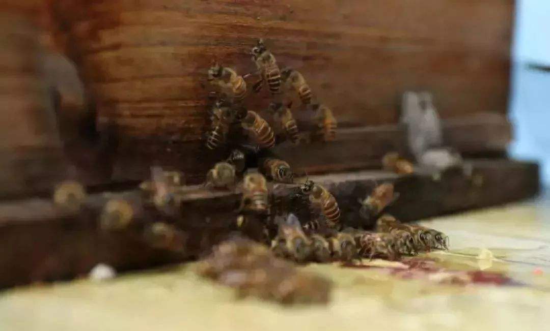 黑小蜜蜂 黑小蜜蜂