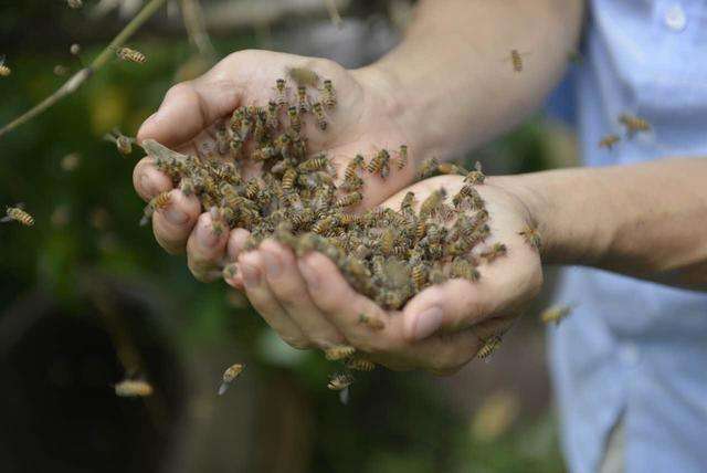黑小蜜蜂 黑小蜜蜂