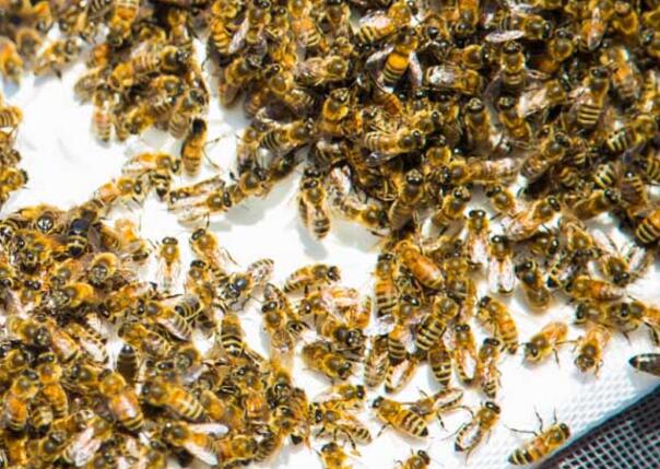 安蜂蜂王優(yōu)缺點(diǎn) 安蜂蜂王優(yōu)缺點(diǎn)