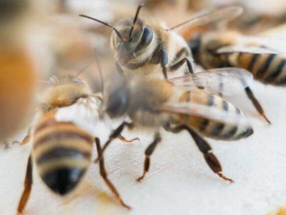 安蜂蜂王優(yōu)缺點(diǎn) 安蜂蜂王優(yōu)缺點(diǎn)