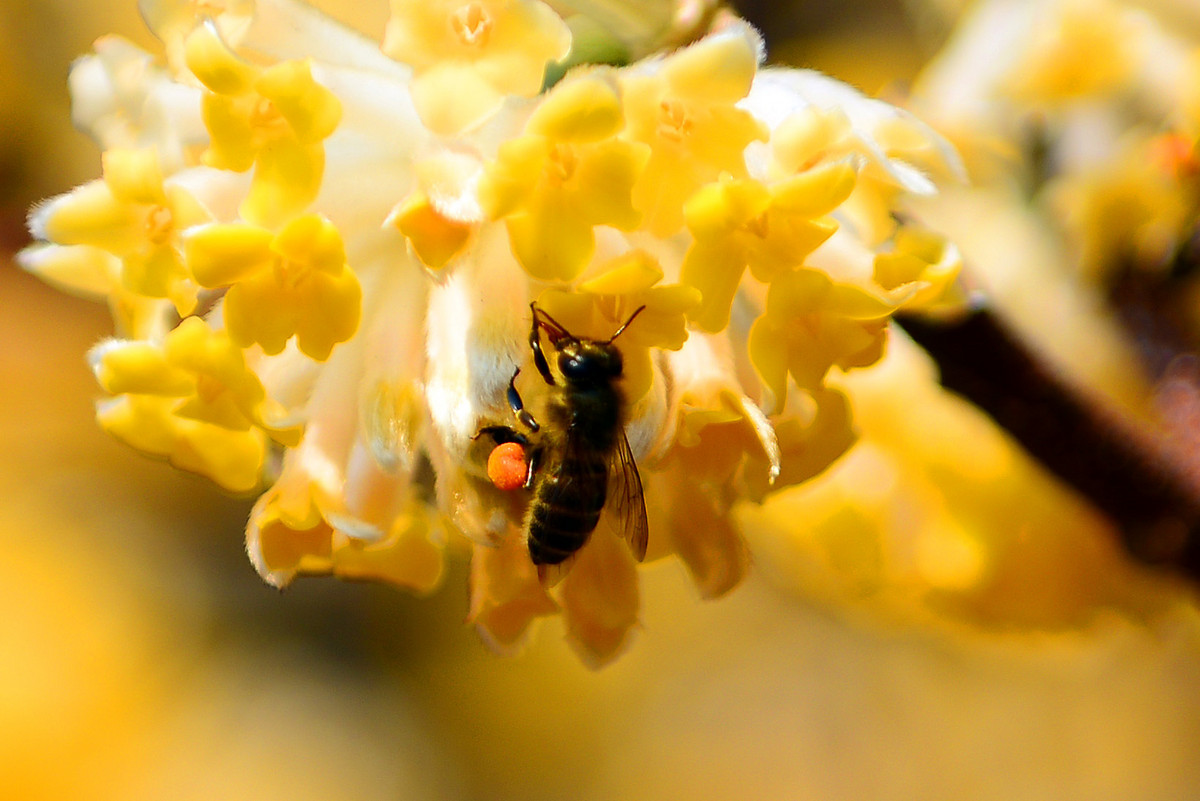 蜜蜂吃白糖會產蜂蜜嗎(用白糖喂的蜜蜂產出的蜂蜜好嗎) 蜜蜂吃白糖會產蜂蜜嗎(用白糖喂的蜜蜂產出的蜂蜜好嗎)