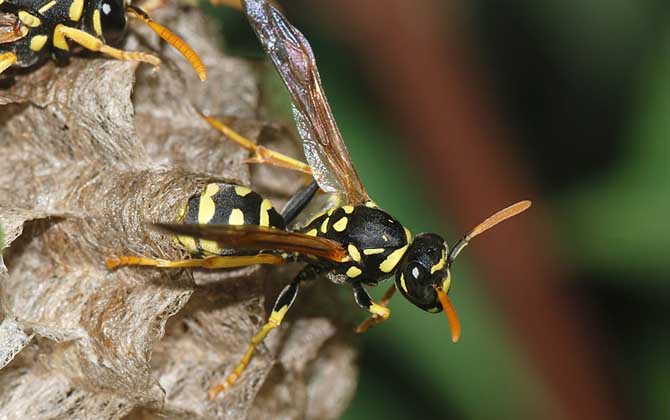 摘馬蜂窩最佳時間