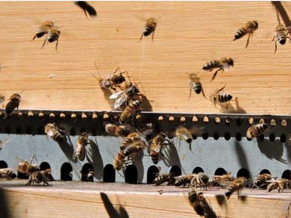 蜜蜂養(yǎng)殖的十大忌諱(蜜蜂養(yǎng)殖需要注意什么) 蜜蜂養(yǎng)殖的十大忌諱(蜜蜂養(yǎng)殖需要注意什么)