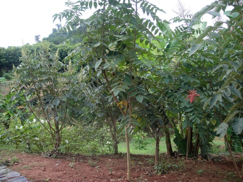 鹽膚木是蜜源植物嗎（鹽膚木的花期時間）