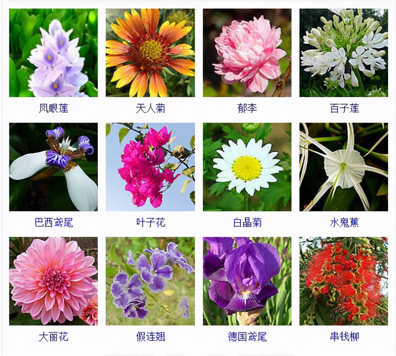 植物品種名稱大全(最常見的800種景觀觀花植物,附植物習性種植) 植物品種名稱大全(最常見的800種景觀觀花植物,附植物習性種植)