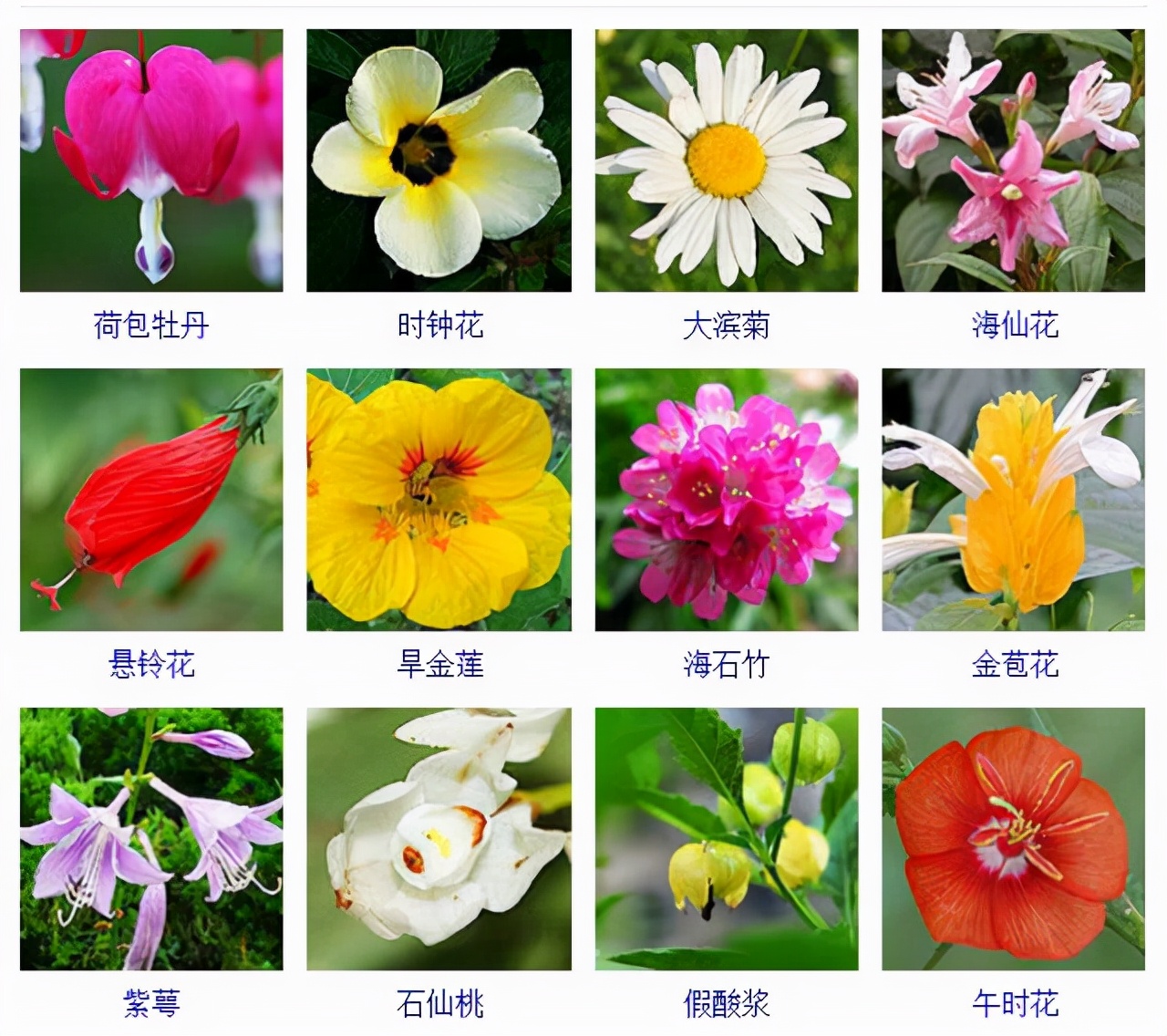 植物品種名稱大全(最常見的800種景觀觀花植物,附植物習性種植) 植物品種名稱大全(最常見的800種景觀觀花植物,附植物習性種植)