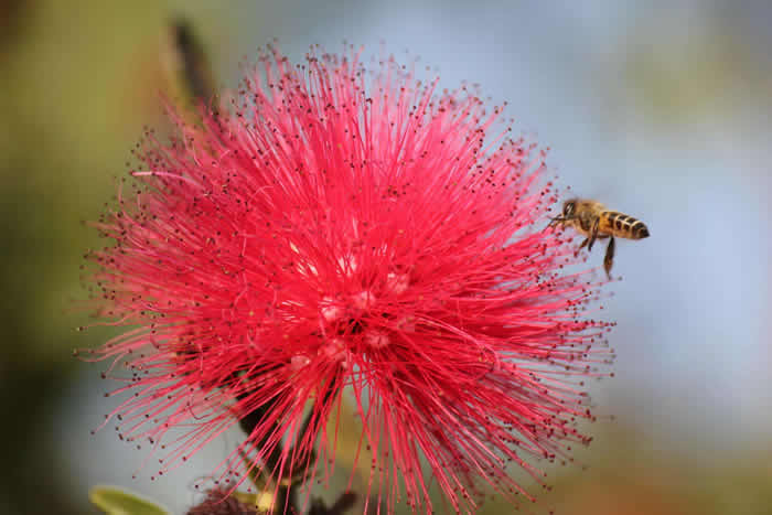 中蜂什么時(shí)候開始春繁？
