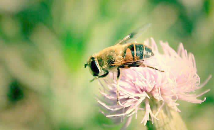 中蜂什么時(shí)候開始春繁？