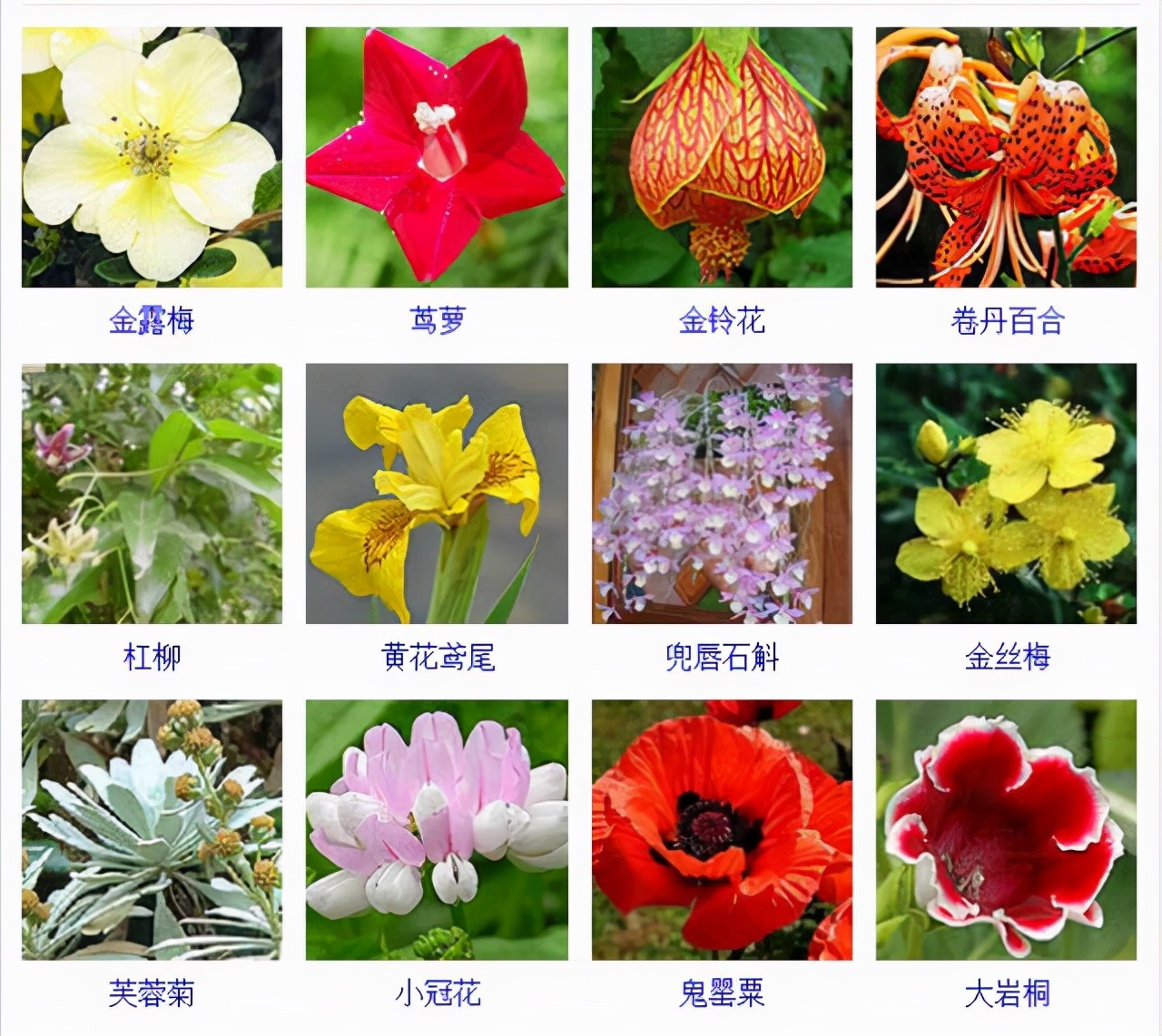 植物品種名稱大全(最常見的800種景觀觀花植物,附植物習性種植) 植物品種名稱大全(最常見的800種景觀觀花植物,附植物習性種植)