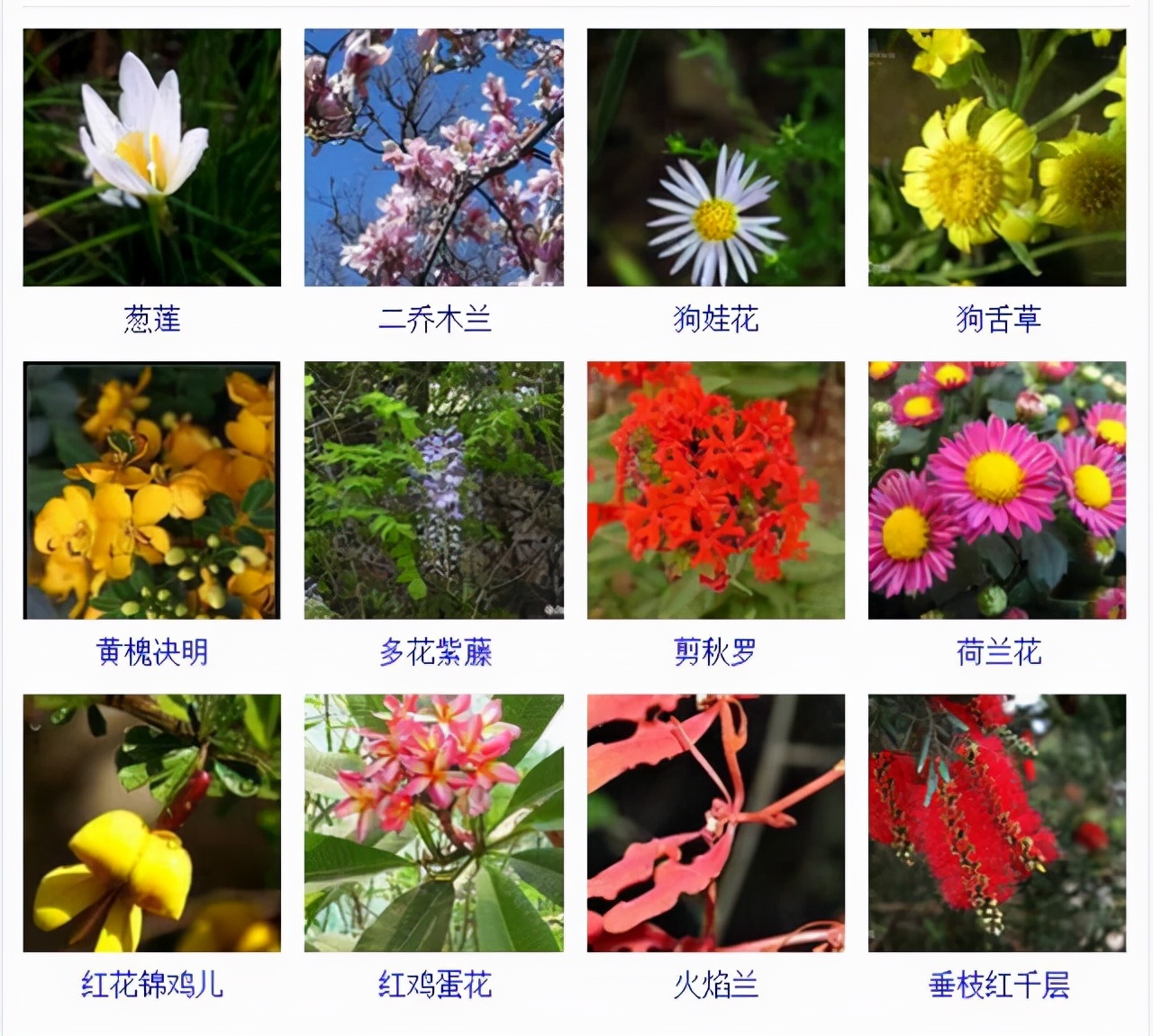 植物品種名稱大全(最常見的800種景觀觀花植物,附植物習性種植) 植物品種名稱大全(最常見的800種景觀觀花植物,附植物習性種植)