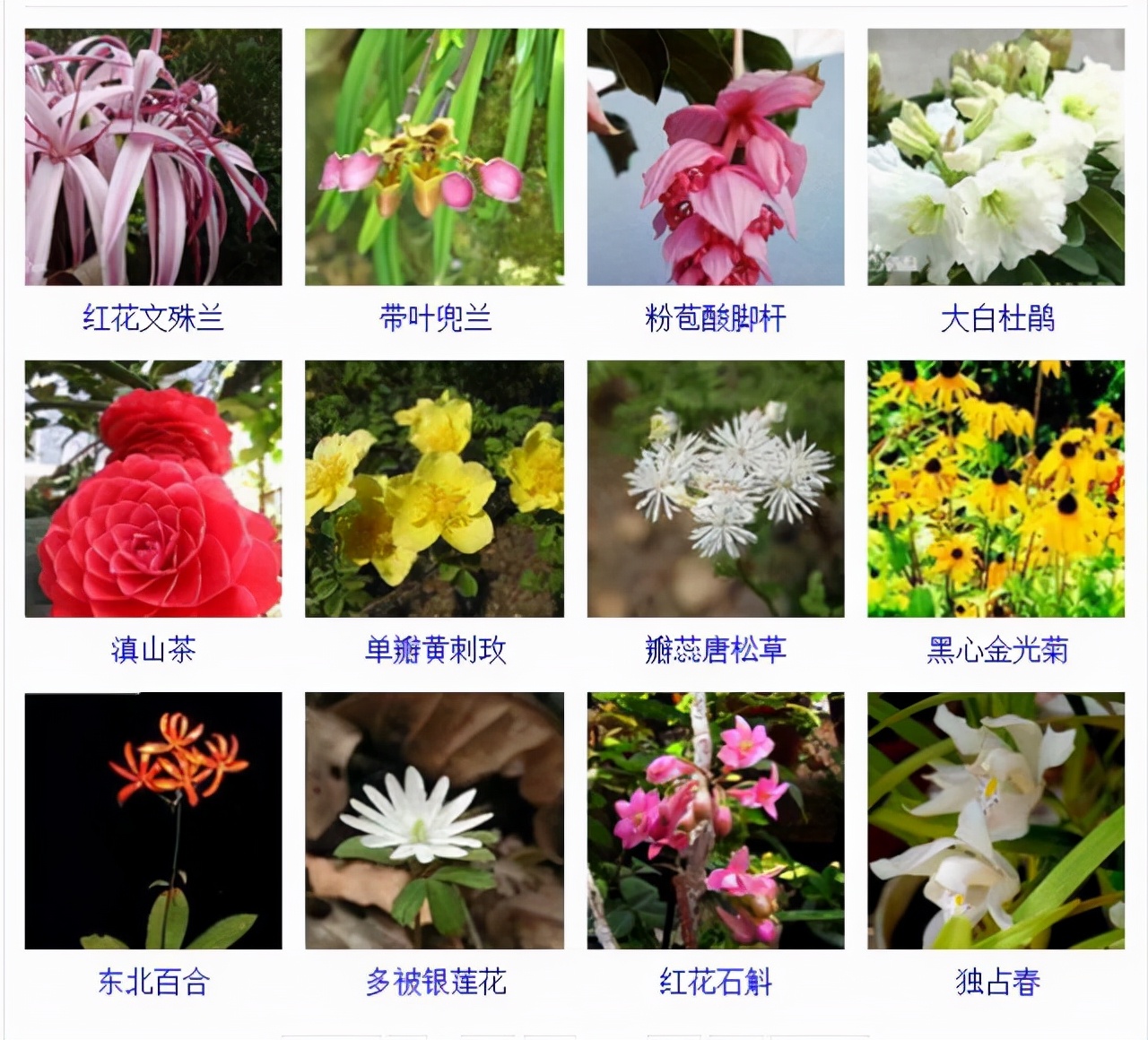 植物品種名稱大全(最常見的800種景觀觀花植物,附植物習性種植) 植物品種名稱大全(最常見的800種景觀觀花植物,附植物習性種植)
