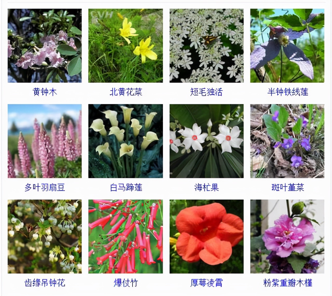 植物品種名稱大全(最常見的800種景觀觀花植物,附植物習性種植) 植物品種名稱大全(最常見的800種景觀觀花植物,附植物習性種植)