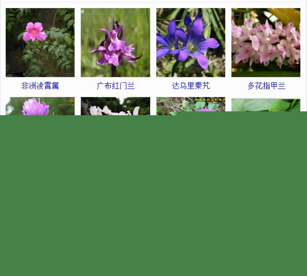 植物品種名稱大全(最常見的800種景觀觀花植物,附植物習性種植) 植物品種名稱大全(最常見的800種景觀觀花植物,附植物習性種植)