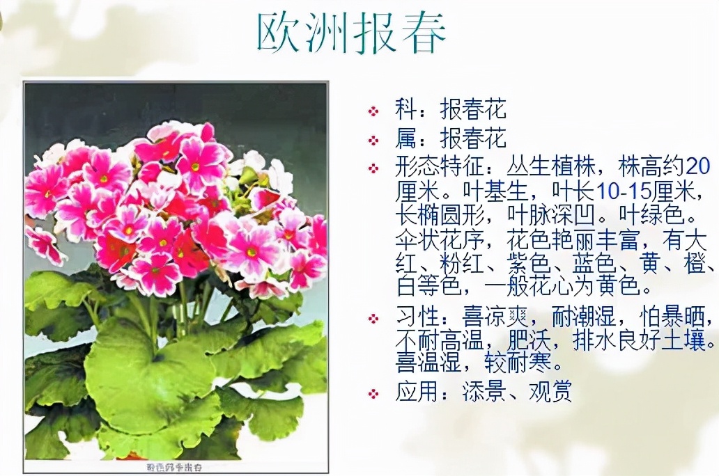 植物品種名稱大全(最常見的800種景觀觀花植物,附植物習性種植) 植物品種名稱大全(最常見的800種景觀觀花植物,附植物習性種植)