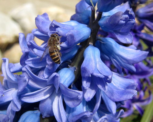 蜜蜂病蟲害防治(7種蜜蜂常見病蟲害防治技術(shù)) 蜜蜂病蟲害防治(7種蜜蜂常見病蟲害防治技術(shù))