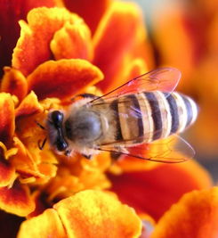 松丹一號一代雜交蜂王留種用如何(淺談蜂王在蜜蜂疾病防治中作用) 松丹一號一代雜交蜂王留種用如何(淺談蜂王在蜜蜂疾病防治中作用)