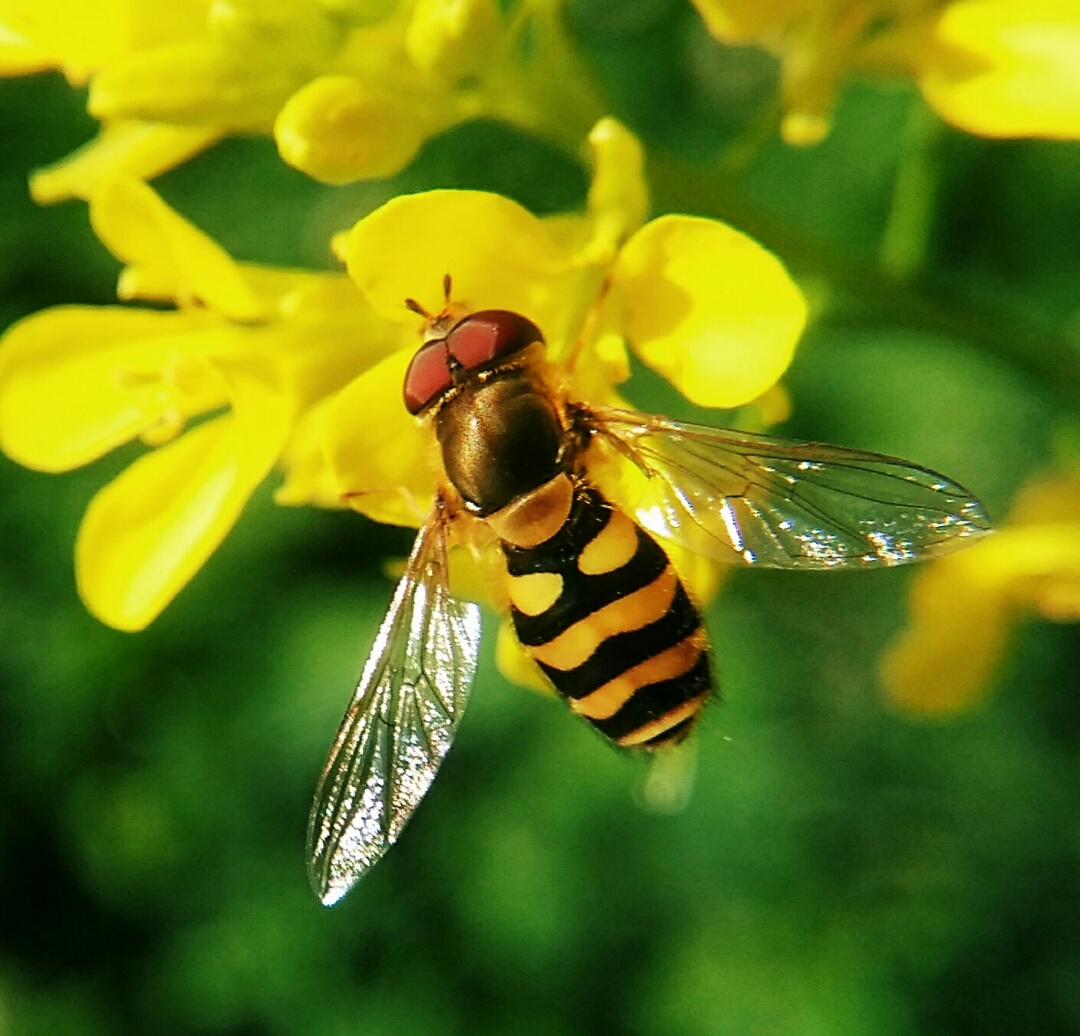 松丹一號一代雜交蜂王留種用如何(淺談蜂王在蜜蜂疾病防治中作用) 松丹一號一代雜交蜂王留種用如何(淺談蜂王在蜜蜂疾病防治中作用)