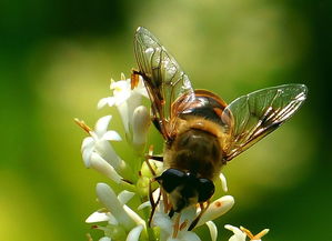 松丹一號蜂王在海南適應嗎(松丹一號飼養(yǎng)管理) 松丹一號蜂王在海南適應嗎(松丹一號飼養(yǎng)管理)