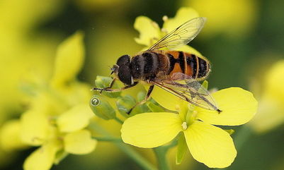 松丹一號蜂王在海南適應嗎(松丹一號飼養(yǎng)管理) 松丹一號蜂王在海南適應嗎(松丹一號飼養(yǎng)管理)