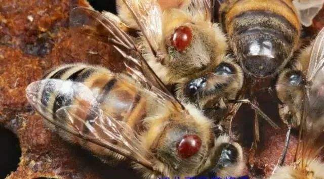 如何防治蜂螨最有效 如何防治蜂螨最有效
