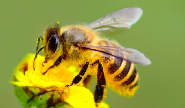 松丹一號蜂王的后代還能用嗎(如何科學使用良種蜂王) 松丹一號蜂王的后代還能用嗎(如何科學使用良種蜂王)
