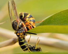 工蜂產(chǎn)的卵是什么蜂(工蜂產(chǎn)卵后還能急造王臺嗎) 工蜂產(chǎn)的卵是什么蜂(工蜂產(chǎn)卵后還能急造王臺嗎)