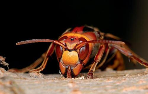 牛角蜂蟄了會(huì)不會(huì)死人(被牛角蜂蟄了的危險(xiǎn)嚴(yán)重程度) 牛角蜂蟄了會(huì)不會(huì)死人(被牛角蜂蟄了的危險(xiǎn)嚴(yán)重程度)