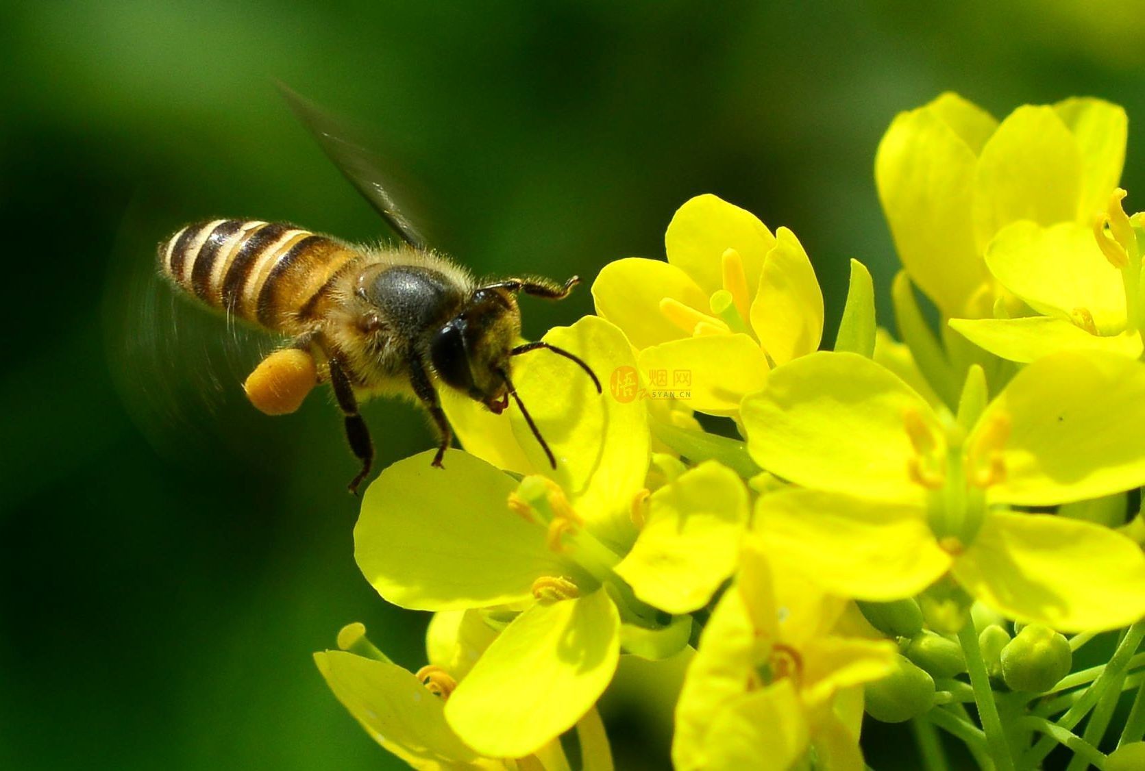 工蜂能變成蜂王嗎(蜜蜂怎么變成蜂王) 工蜂能變成蜂王嗎(蜜蜂怎么變成蜂王)