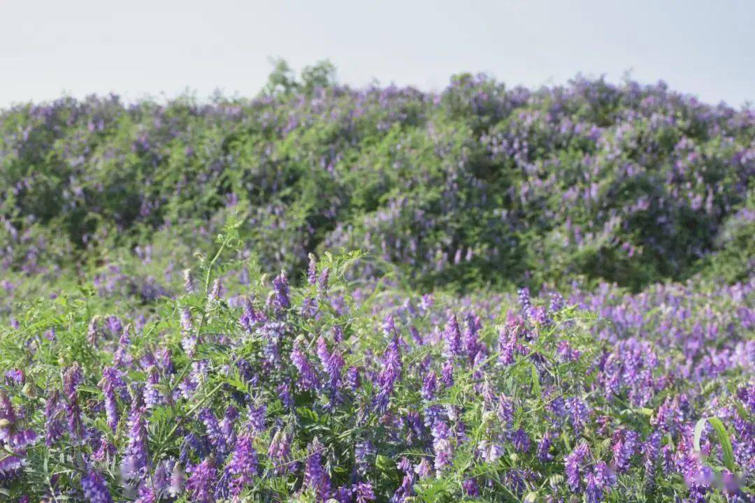 苕子花要達到什么溫度流蜜(苕子花什么時候開花) 苕子花要達到什么溫度流蜜(苕子花什么時候開花)