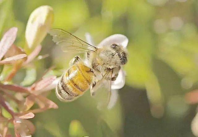 蜂螨對人有害嗎(蜂螨的危害是什么) 蜂螨對人有害嗎(蜂螨的危害是什么)