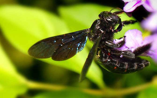 被黑蜂蟄了怎么消腫止痛(被黑蜂蟄了怎么辦) 被黑蜂蟄了怎么消腫止痛(被黑蜂蟄了怎么辦)