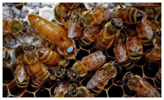 ?出現工蜂咬死雄蜂是什么原因(工蜂拖死雄蜂出箱外是什么原因) ?出現工蜂咬死雄蜂是什么原因(工蜂拖死雄蜂出箱外是什么原因)