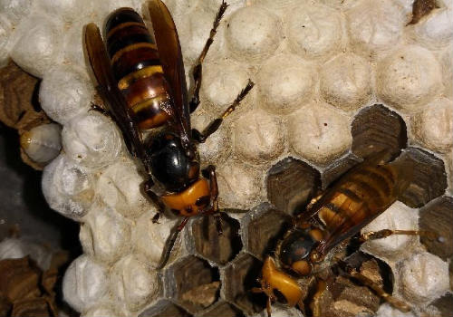 養胡蜂賺錢靠什么賺錢(胡蜂養殖利潤分析) 養胡蜂賺錢靠什么賺錢(胡蜂養殖利潤分析)