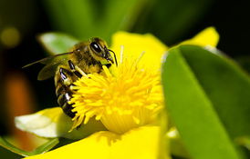 哪里購買松丹一號(hào)蜂王(哪里買的中蜂蜂王最好) 哪里購買松丹一號(hào)蜂王(哪里買的中蜂蜂王最好)