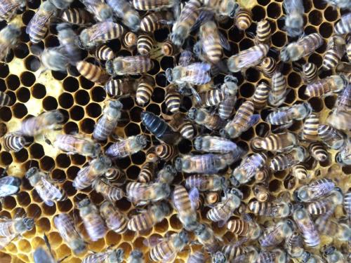 新手養(yǎng)中蜂要掌握哪些技術（沒有經(jīng)驗養(yǎng)好中蜂的技術要點）