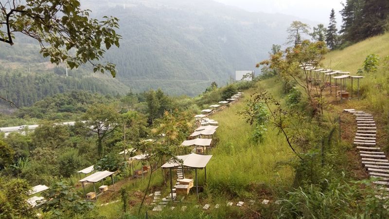 新手養(yǎng)中蜂要掌握哪些技術（沒有經(jīng)驗養(yǎng)好中蜂的技術要點）