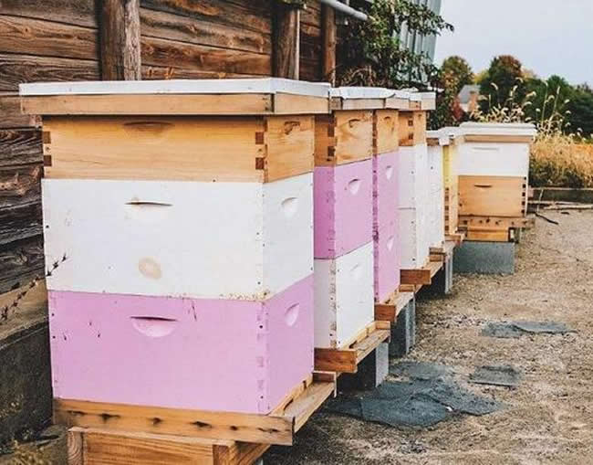 新手養(yǎng)中蜂要掌握哪些技術（沒有經(jīng)驗養(yǎng)好中蜂的技術要點）