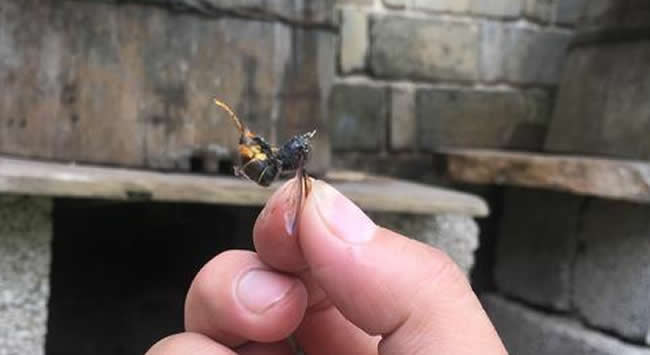 新手養(yǎng)中蜂要掌握哪些技術（沒有經(jīng)驗養(yǎng)好中蜂的技術要點）